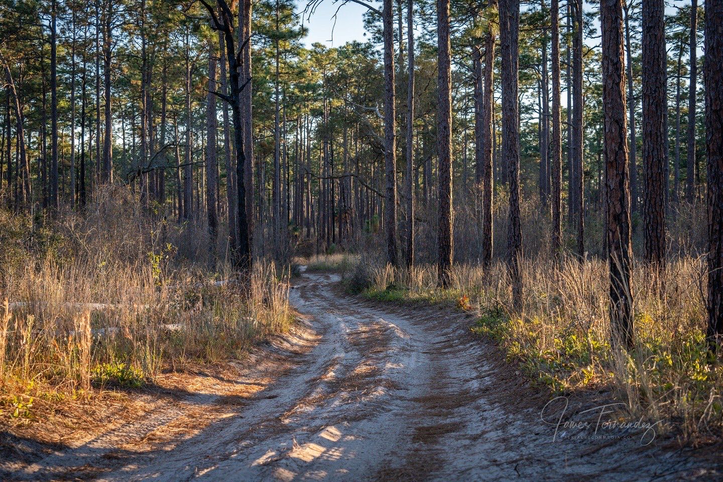 Winding two-track through tall pines