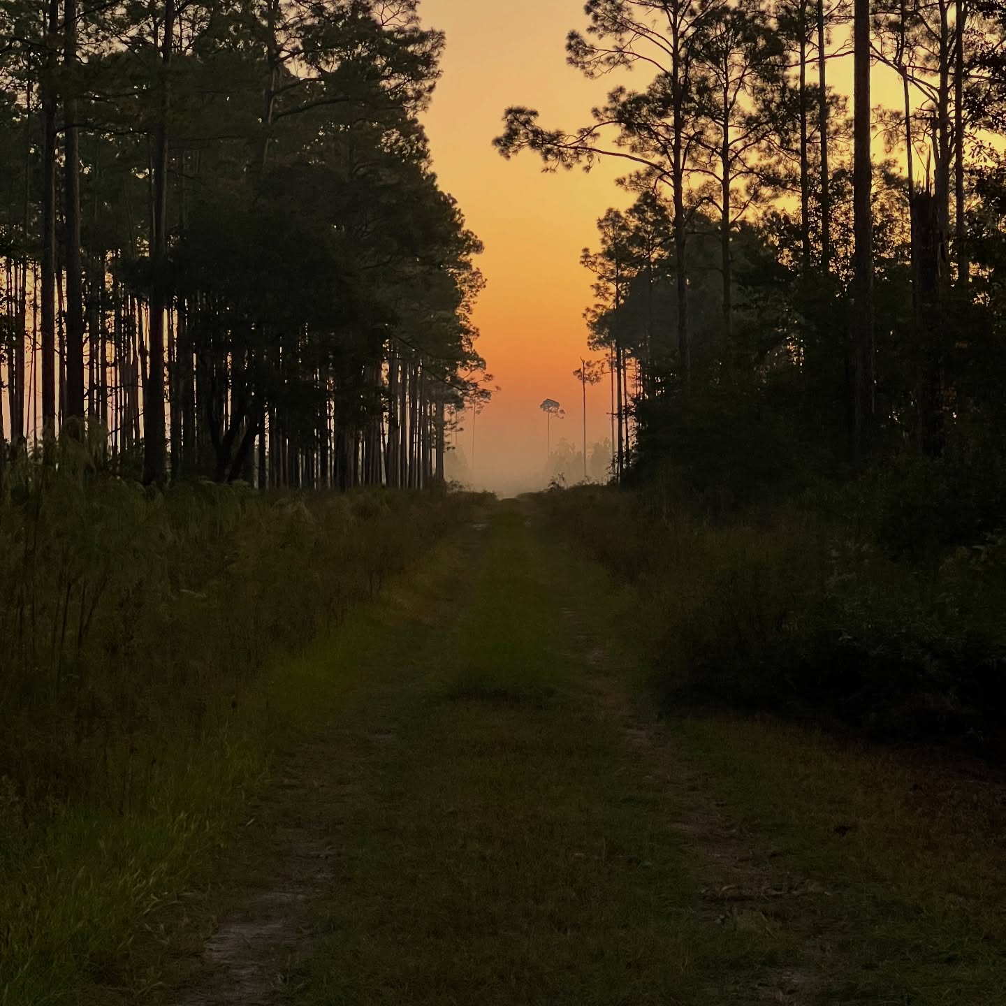 Sunset glowing over a grassy firebreak trail through pines