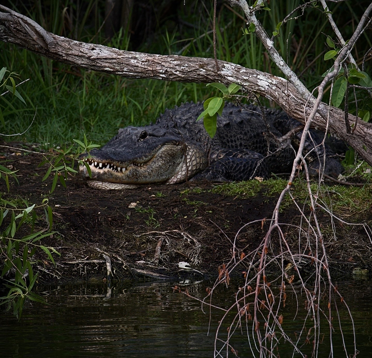 Wild alligator resting in a South Florida swamp